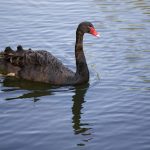 The Unexpected Thrill of Finding a Rare Item